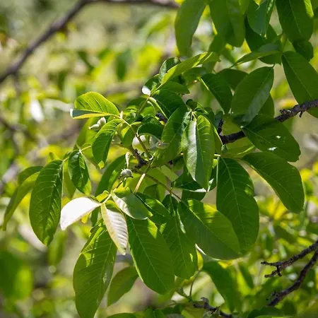 公寓 Corte Girodo - Girasole Rubiana